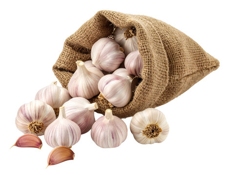 Burlap bag of garlic on a white background