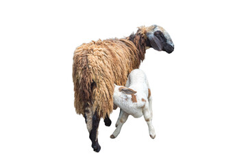 Goat family on white background
