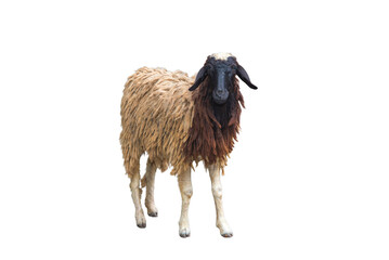 Goat family on white background