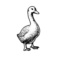 Obraz premium Vintage Engraving of Duck Farm Animal, Detailed Poultry Drawing