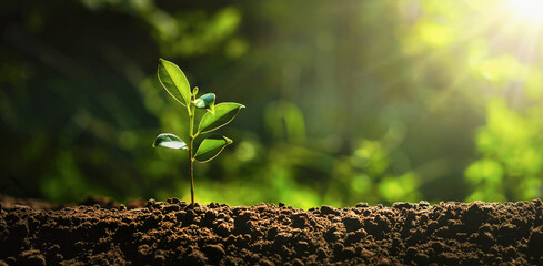 small plant is growing in  dirt
