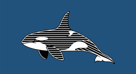 Striking black and white striped orca swimming gracefully in the ocean.