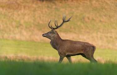 A majestic red deer walks through a valley during the rutting season.. Cervus elaphus. Wildlife scene with a beautiful stag