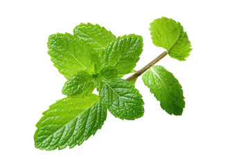 Close-up of fresh mint leaves on a stem. Vibrant green leaves, sharply defined against black background