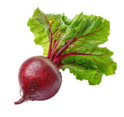 Close-up of a single beetroot with vibrant red root and lush green leaves