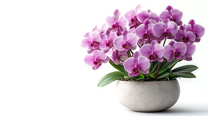 Vibrant Purple Phalaenopsis Orchid on White Background: Striped Petals, Green Leaves & Light Gray Textured Spherical Pot