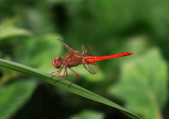 Macro close-up of a colorful dragonfly perched on a leaf. Transparent wings detailed body structure and natural background blur (bokeh) highlighting insect beauty. Perfect for nature, wildlife