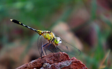 Macro close-up of a colorful dragonfly perched on a leaf. Transparent wings detailed body structure and natural background blur (bokeh) highlighting insect beauty. Perfect for nature, wildlife