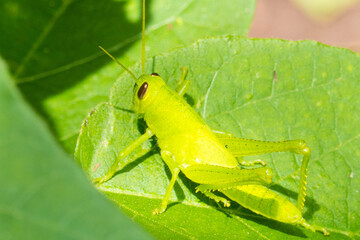 saltamontes