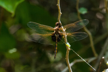 libelula