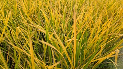 ある日突然枯れ始める稲