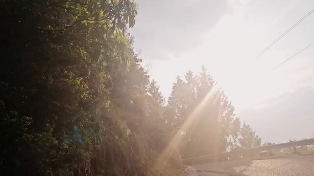 Serpentine Path Trees Vegetation Environment in Manali, Himachal Pradesh
