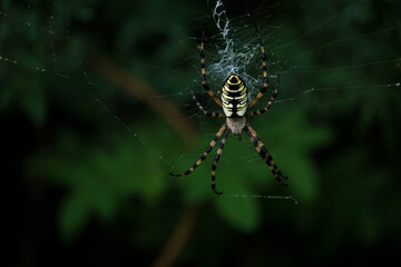 spyder