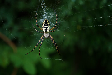 spyder