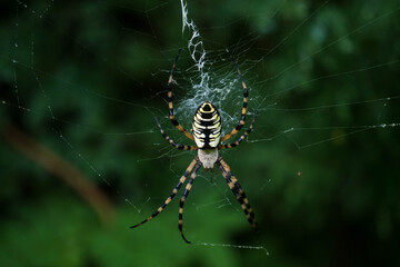 spyder