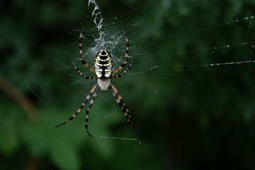spyder