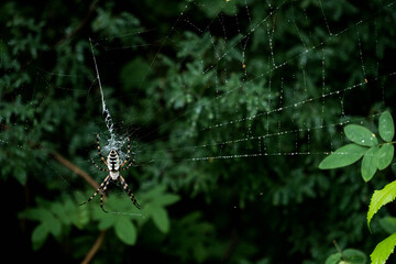 spyder
