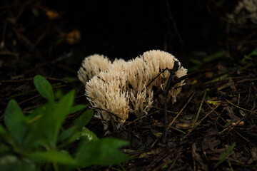 mushrooms