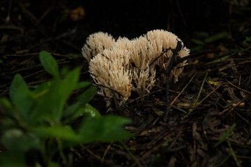 mushrooms
