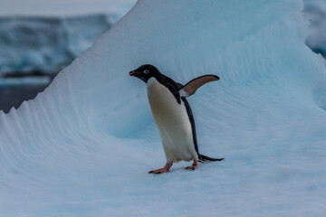 Close-up of an Adelie Penguin - Pygoscelis adeliae- standing on an iceberg, near the fish islands, on the Antarctic Peninsula