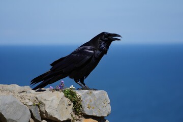 Fototapeta premium Raven and crow in nature with blue sky and rocks