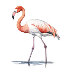 Elegant Flamingo Standing in Shallow Water with Reflected Light and Pink Plumage