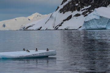 Fototapeta premium Panorama of four Cape Petrels - Daption capense- resting on an iceberg near Danco Island, on the Antarctic Peninsula