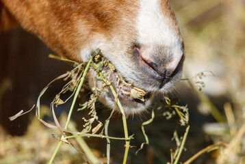 A brown and white goat is eating grass