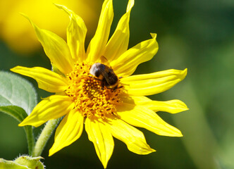 A yellow flower with a bee on it