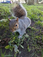 squirrel 