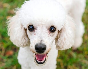 Happy white dog looking up, mouth open
