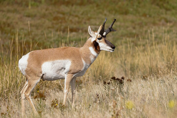 Pronghorn Antelope Buck seen in Grassland Prairie Habitat