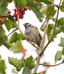 A bird is sitting on a branch of a tree