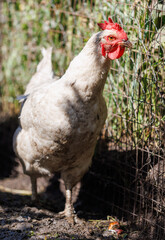 A chicken is standing in a dirt area
