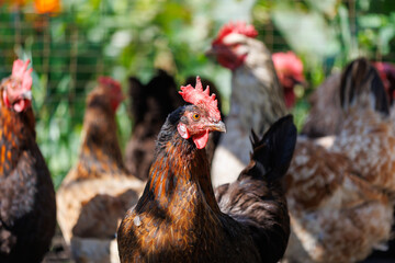A group of chickens are standing in a pen