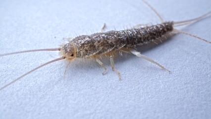 Silverfish Primitve Wingless Insect Moving on White Wall Surface Macro Shot