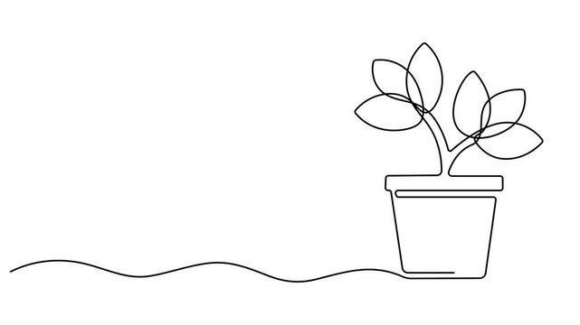 Animated one continuous single-line drawing of a beautiful gardening flower tob with orchid flowers, Self drawing line animation House flower plant in pot continuous one single line drawn concept pro.