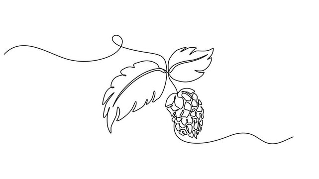 Hop herb and spikelet animation continuous one line drawing, Essential restaurant bar icon hops concept thin line style - editable stroke, Full length one line animation. 4K, isolate on white backgrou