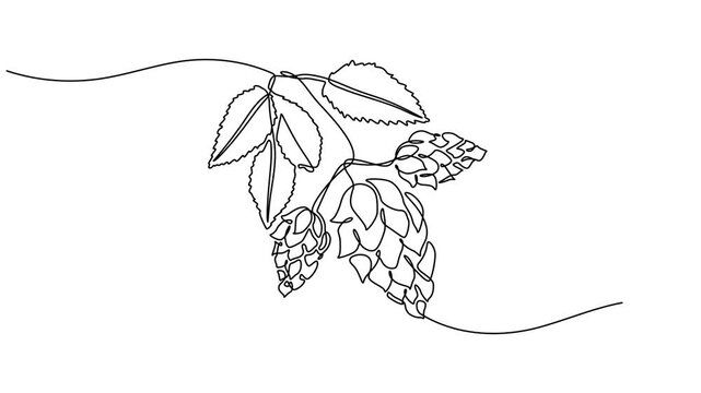 Hop herb and spikelet animation continuous one line drawing, Essential restaurant bar icon hops concept thin line style - editable stroke, Full length one line animation. 4K, isolate on white backgrou