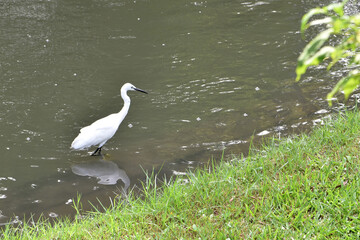 graceful white egret wading in shallow water foraging along riverside bank