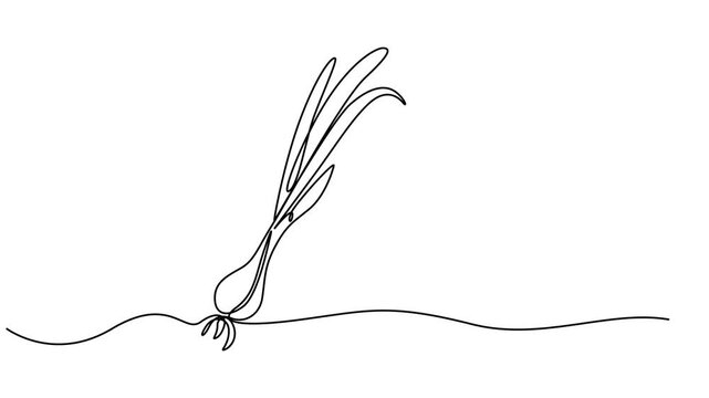 onion stalk animation continuous one line drawing, Leeks, fresh onion stalk illustration, background. One line drawing art illustration with lettering organic leeks, Fresh ingredient concept for veget