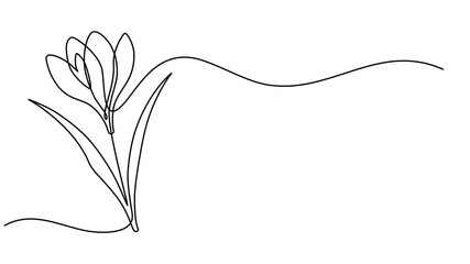 Crocuses flowers single line animated illustration. One continuous self drawing line animation, footage of spring flowers crocuses, Animation of one line drawing of beauty fresh croci for logo, Full. - Powered by Adobe