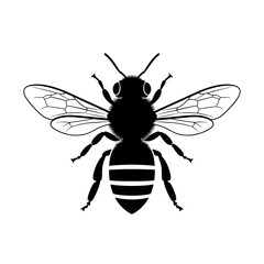 wasp isolated on white background