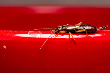 Earwig