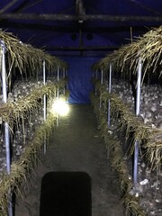 straw hut on the beach