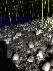 water drops on the rocks