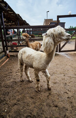 Cute white hairy alpaca in full height on the farm. High quality photo