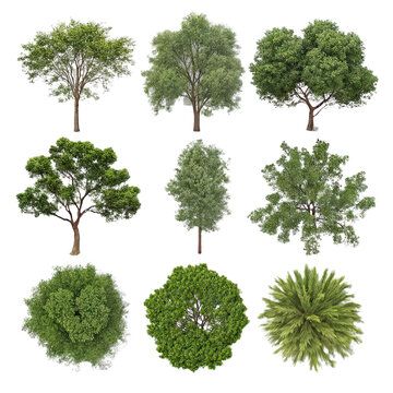 Collection of tree plan tree top view with transparent background set of tree PNG top view trees collection transparent background PNG tree plan elevation view PNG isolated tree images PNG