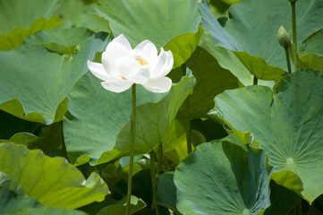 White Lotus