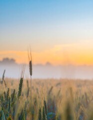 Fototapeta premium Misty sunrise over a golden wheat field